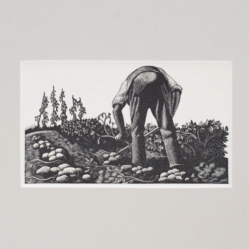 fig 1. A monochrome 1930s wood engraving depicting a figure digging potatoes in a garden, presented inside a neutral light cream mount.