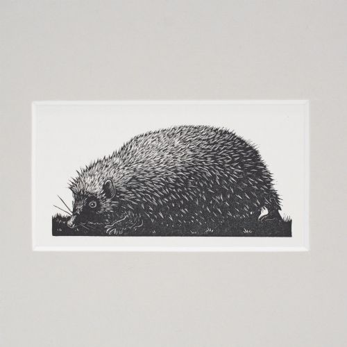 fig 1. A black and white wood engraving of a hedgehog in profile amidst grass, set within a neutral beige cardboard mount.