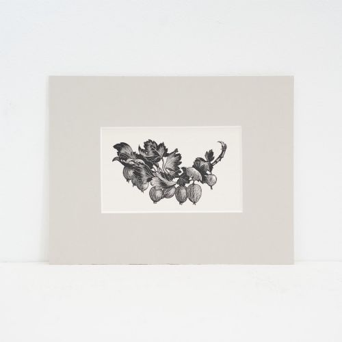 Clare Leighton (1898–1989) – 'Gooseberries', 1935 Wood Engraving from Four Hedges, Mounted