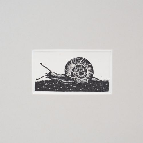 fig 1. A monochrome 1935 wood engraving by Clare Leighton depicting a detailed snail on grass, displayed in a neutral window mount.