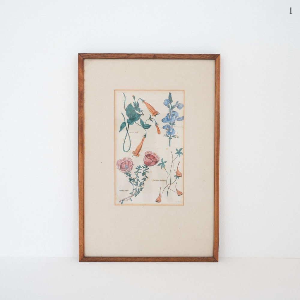 A framed early Victorian botanical engraving depicting hand-coloured floral studies mounted on cream card within a simple wooden frame.