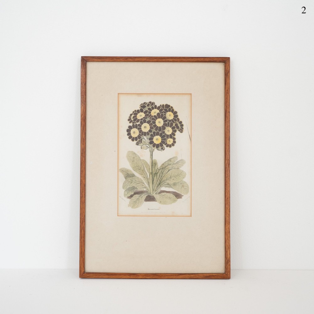 A framed early Victorian botanical engraving depicting a central flowering plant with dark purple and yellow blossoms set against a cream background in a simple timber frame.