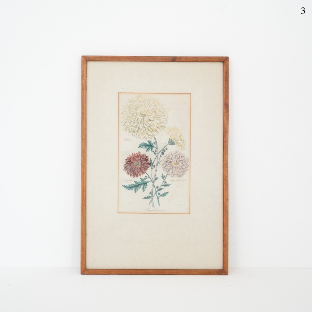 A framed early Victorian botanical engraving displaying detailed hand-coloured chrysanthemums in shades of cream, burgundy, and pink, set within a wide beige mount and thin wooden frame.