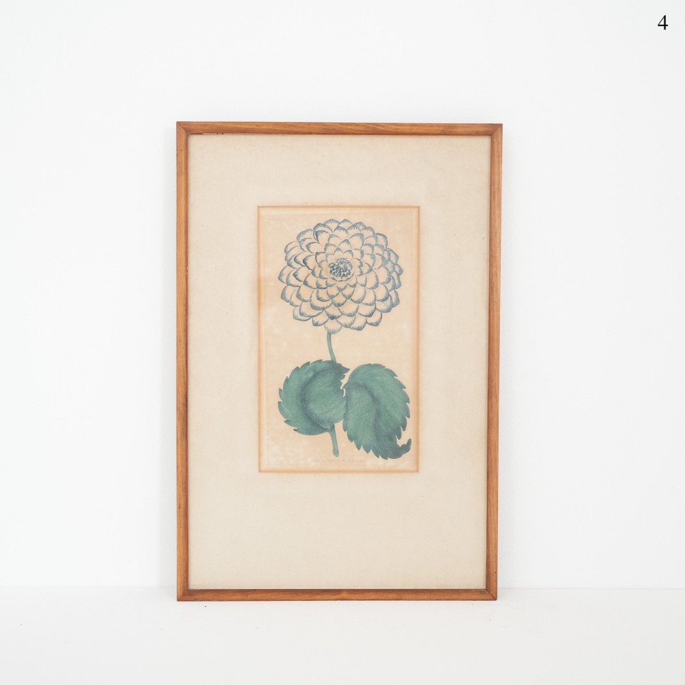 A framed early Victorian botanical engraving depicting a stylised blue flower head with green leaves set within a light wood frame.