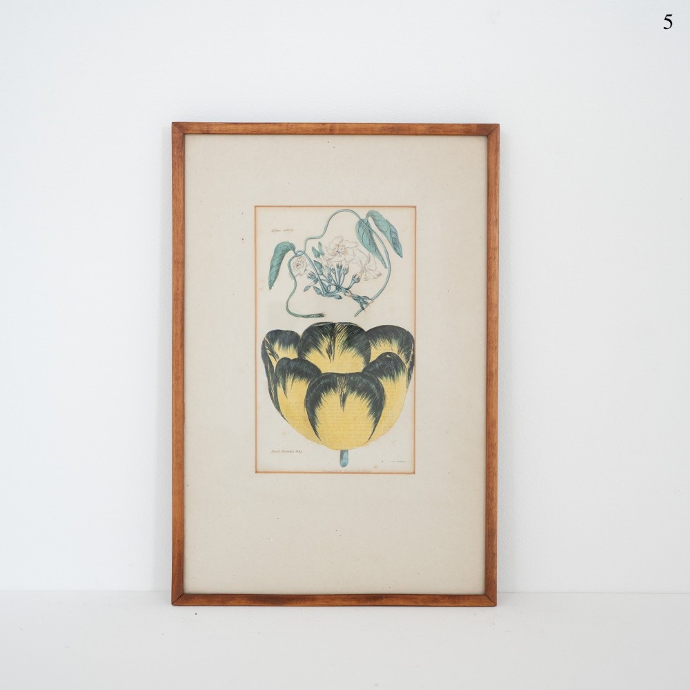 A framed nineteenth-century botanical engraving depicting a yellow and dark-patterned tulip alongside a flowering vine set against a cream mount.