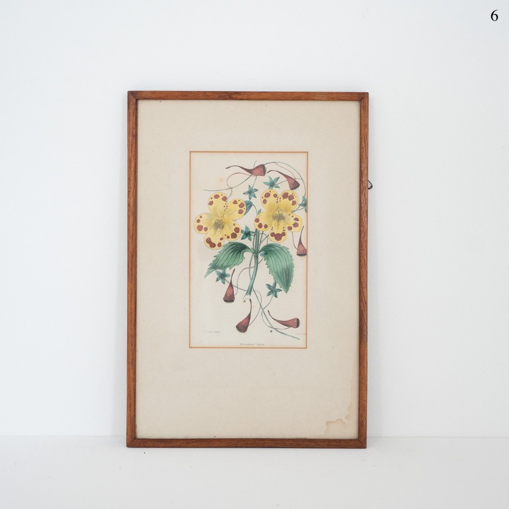 A framed Victorian botanical engraving featuring spotted yellow blossoms and green leaves mounted on cream paper inside a simple wooden frame.