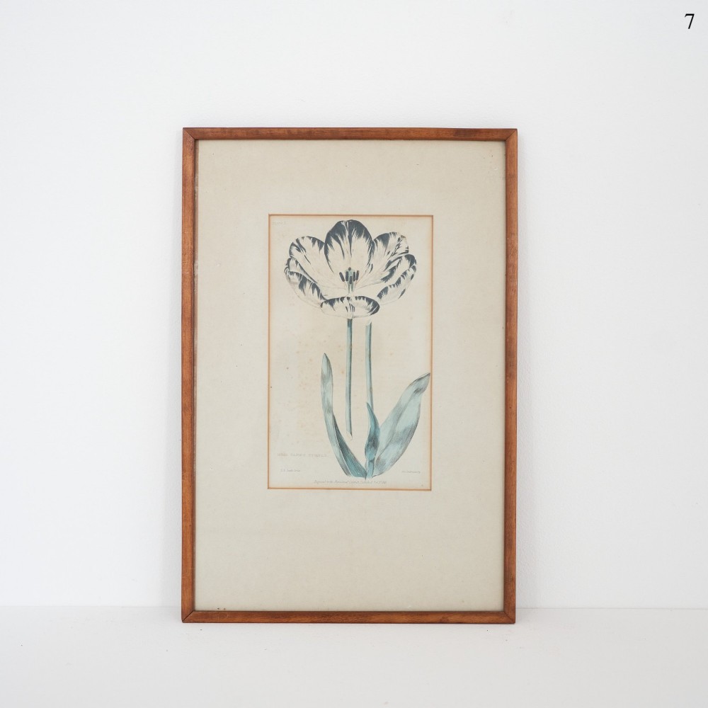 A framed early Victorian botanical engraving depicting a tulip flower on off-white paper inside a simple timber frame.