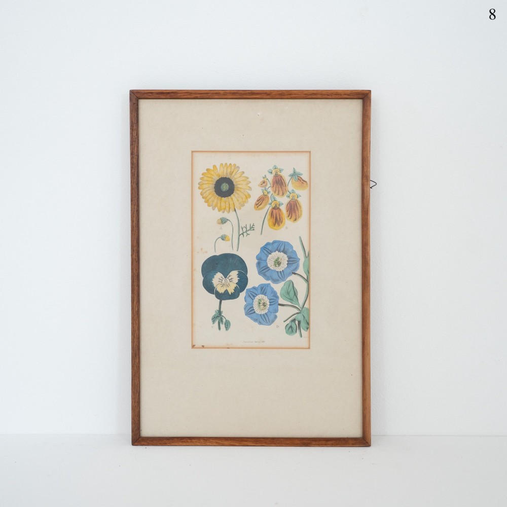 A framed early Victorian botanical engraving featuring yellow and blue floral illustrations on a cream mount inside a thin wooden frame.