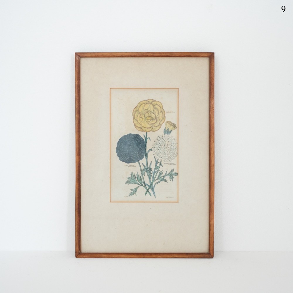 A framed early Victorian botanical engraving depicting three coloured flower blossoms with green leaves against a cream background.
