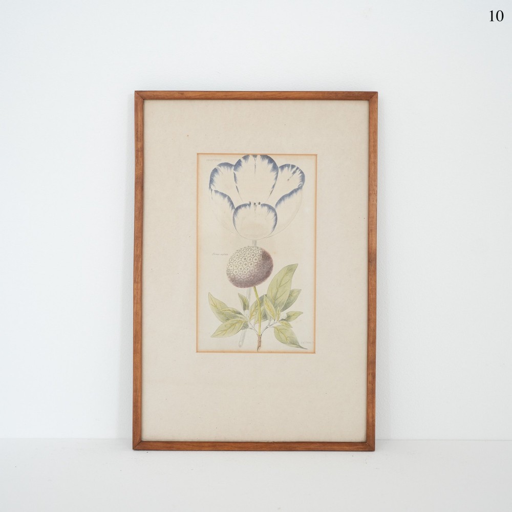 A framed early Victorian botanical engraving depicting a flower with blue-tinged petals and green foliage mounted on a cream background.