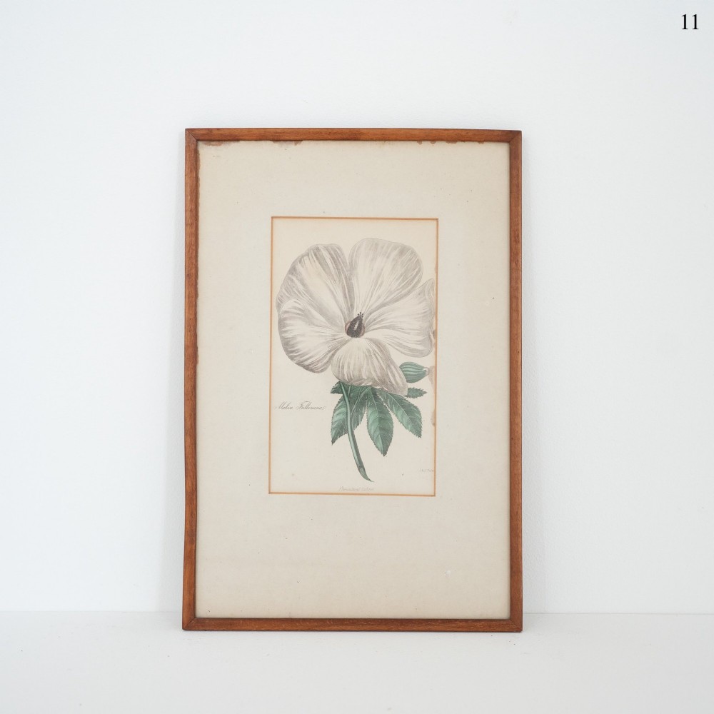 A framed early Victorian botanical engraving depicting a large off-white flower with green leaves on cream paper inside a slender wooden frame.