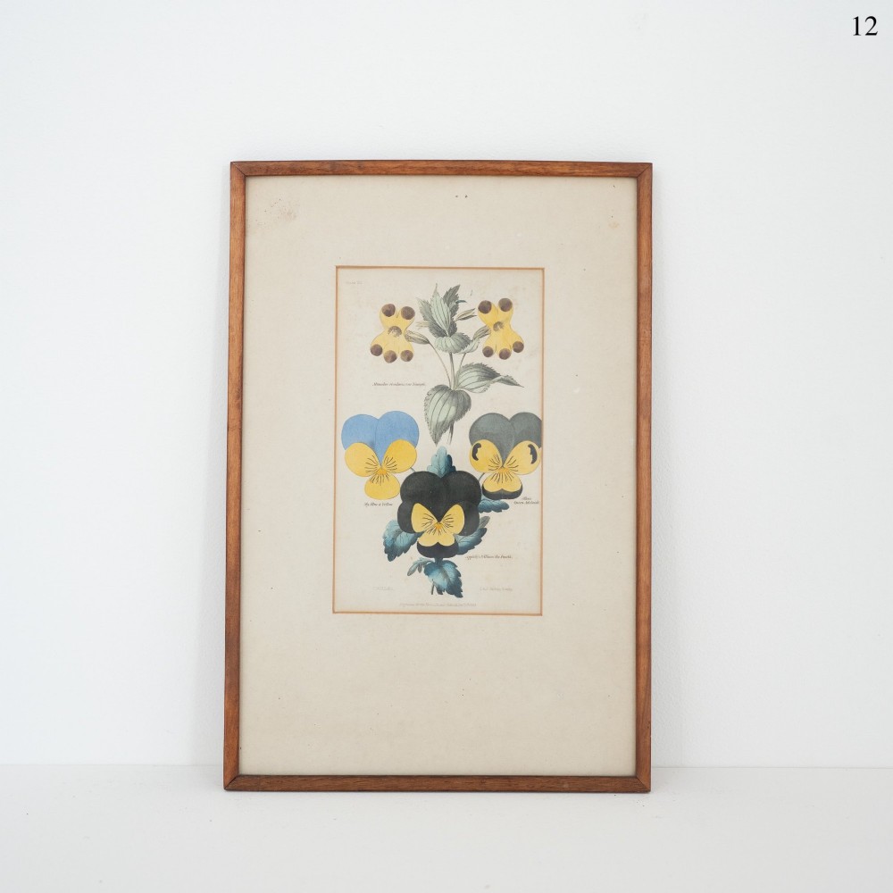 A framed Victorian botanical engraving depicting hand-coloured yellow, blue, and black pansies within a cream mount and simple wooden frame.
