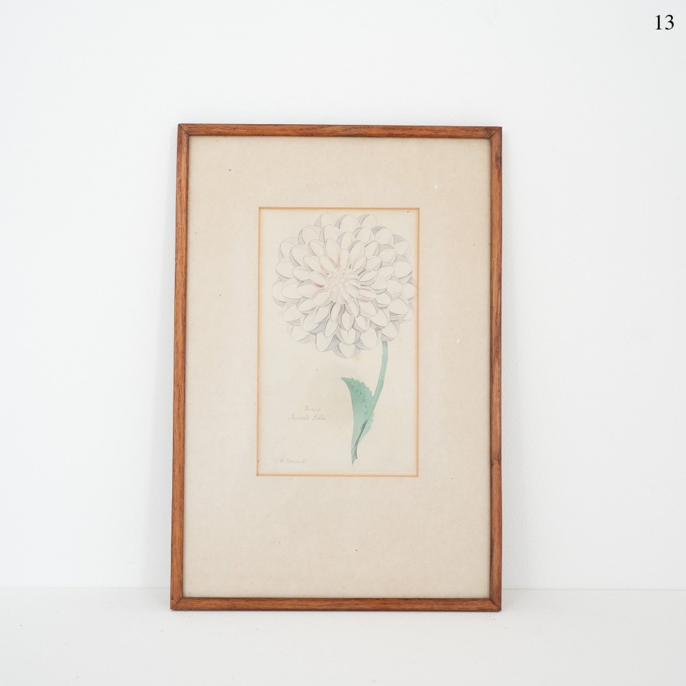 A framed 19th-century botanical engraving depicting a single off-white dahlia flower with a green stem set within a cream mount and simple timber frame.