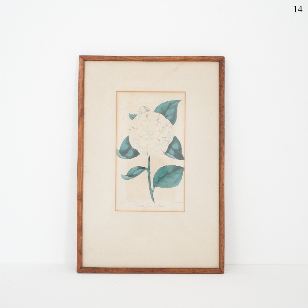 A framed Victorian botanical engraving depicting a white and pink camellia flower with dark green leaves on a cream background within a simple wooden frame.