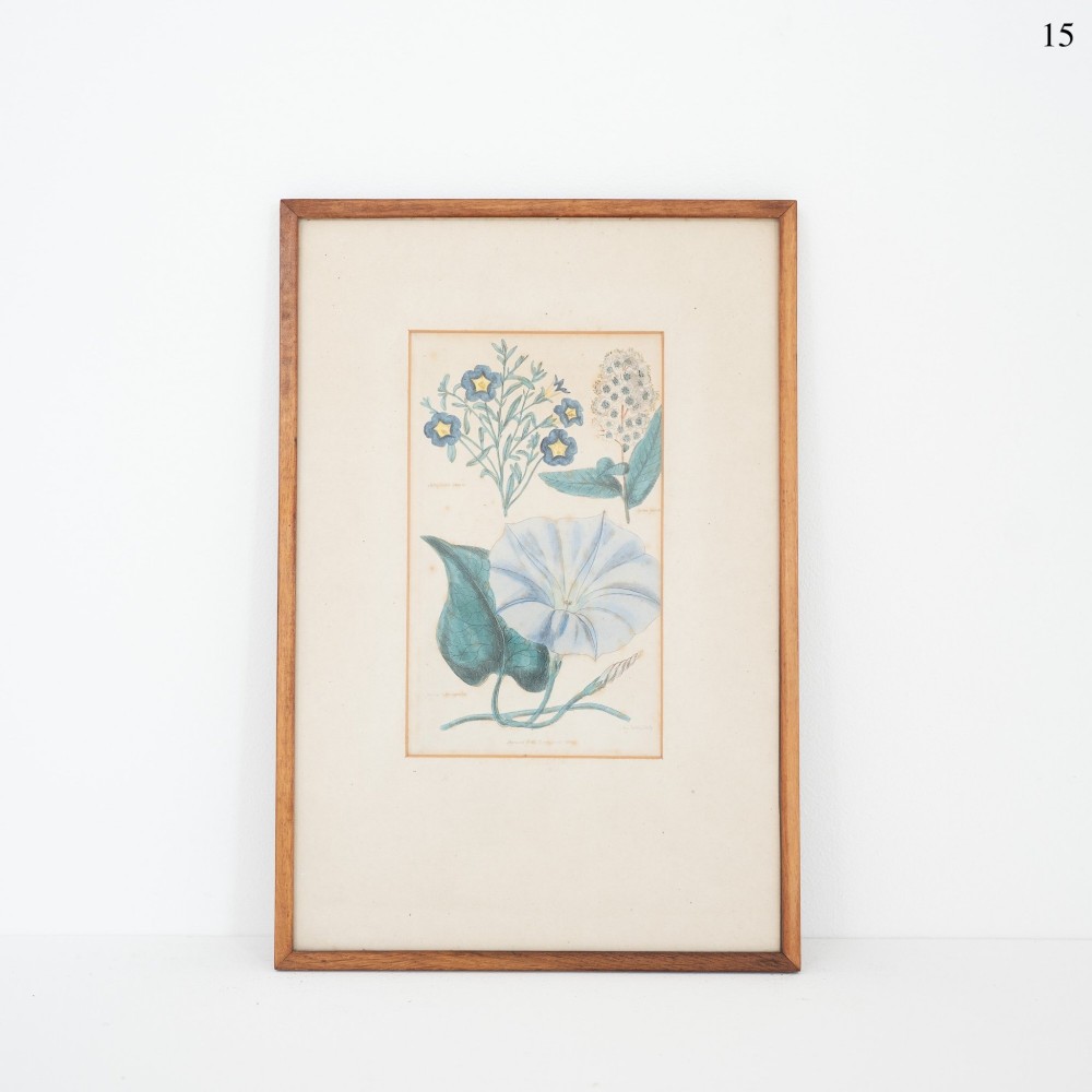 An antique hand-coloured botanical engraving depicting blue and white flowers mounted on cream paper within a thin wooden frame.