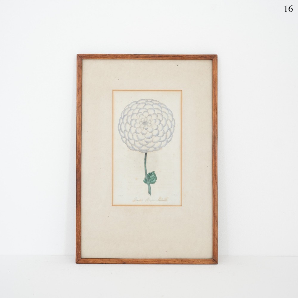 An early Victorian botanical engraving depicting a single white dahlia in full bloom, mounted in a narrow wooden frame.