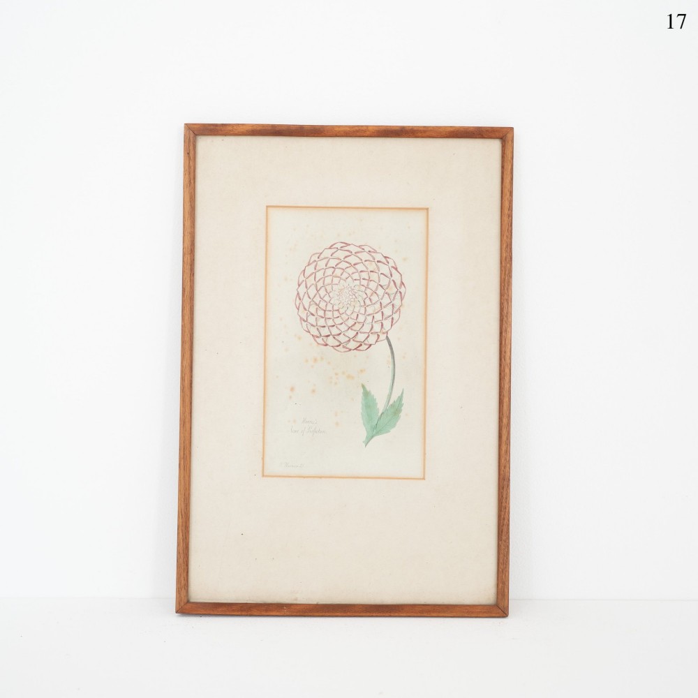 An early Victorian botanical engraving depicting a single pink dahlia on a cream mount within a slim wooden frame.