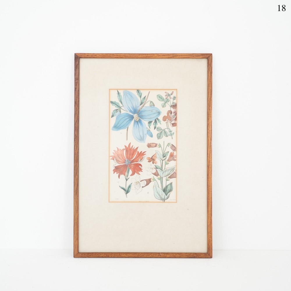 A framed early Victorian botanical engraving depicting various colourful flowers including a large blue bloom and an orange blossom mounted in a warm brown wooden frame.