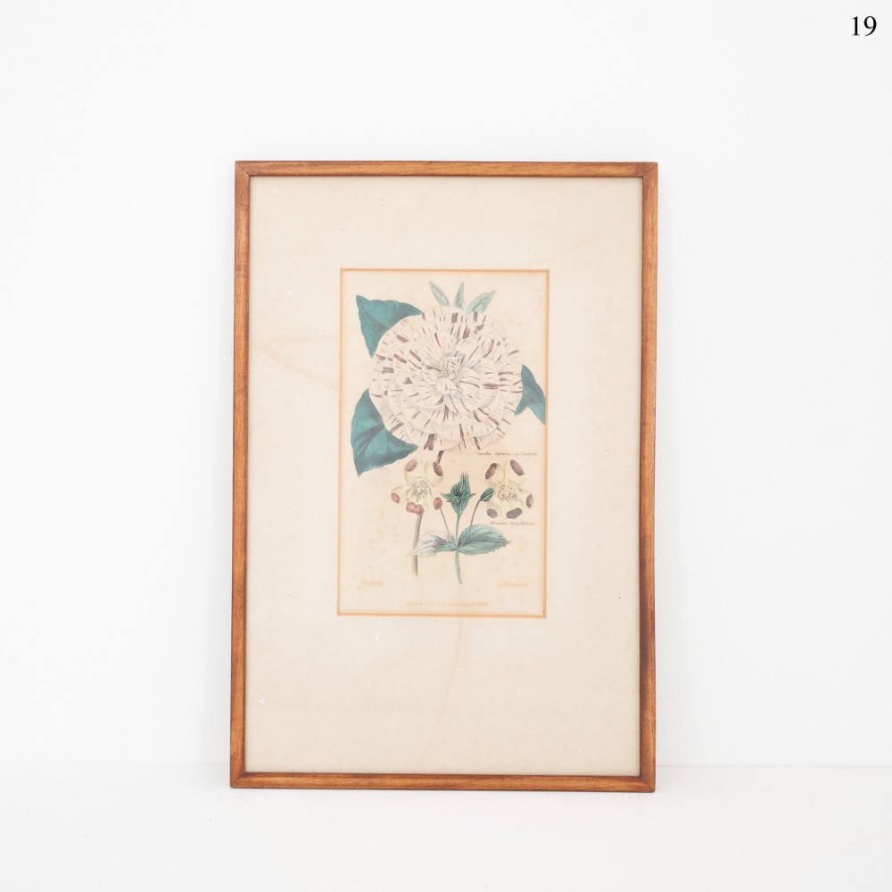 A framed early Victorian botanical engraving featuring a striped flower blossom with green leaves on cream paper inside a slender wooden frame.