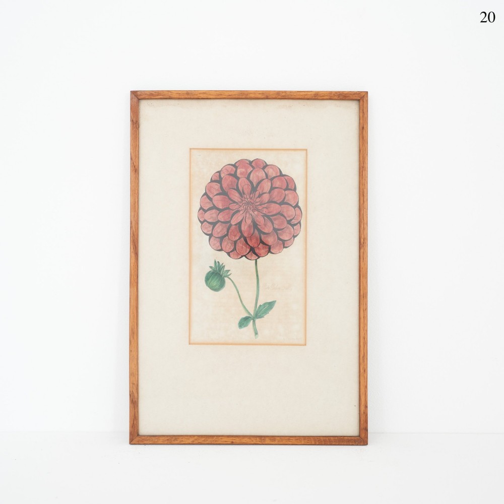 An early Victorian botanical engraving depicting a central pink dahlia flower with green leaves, presented in a cream mount and narrow wooden frame.