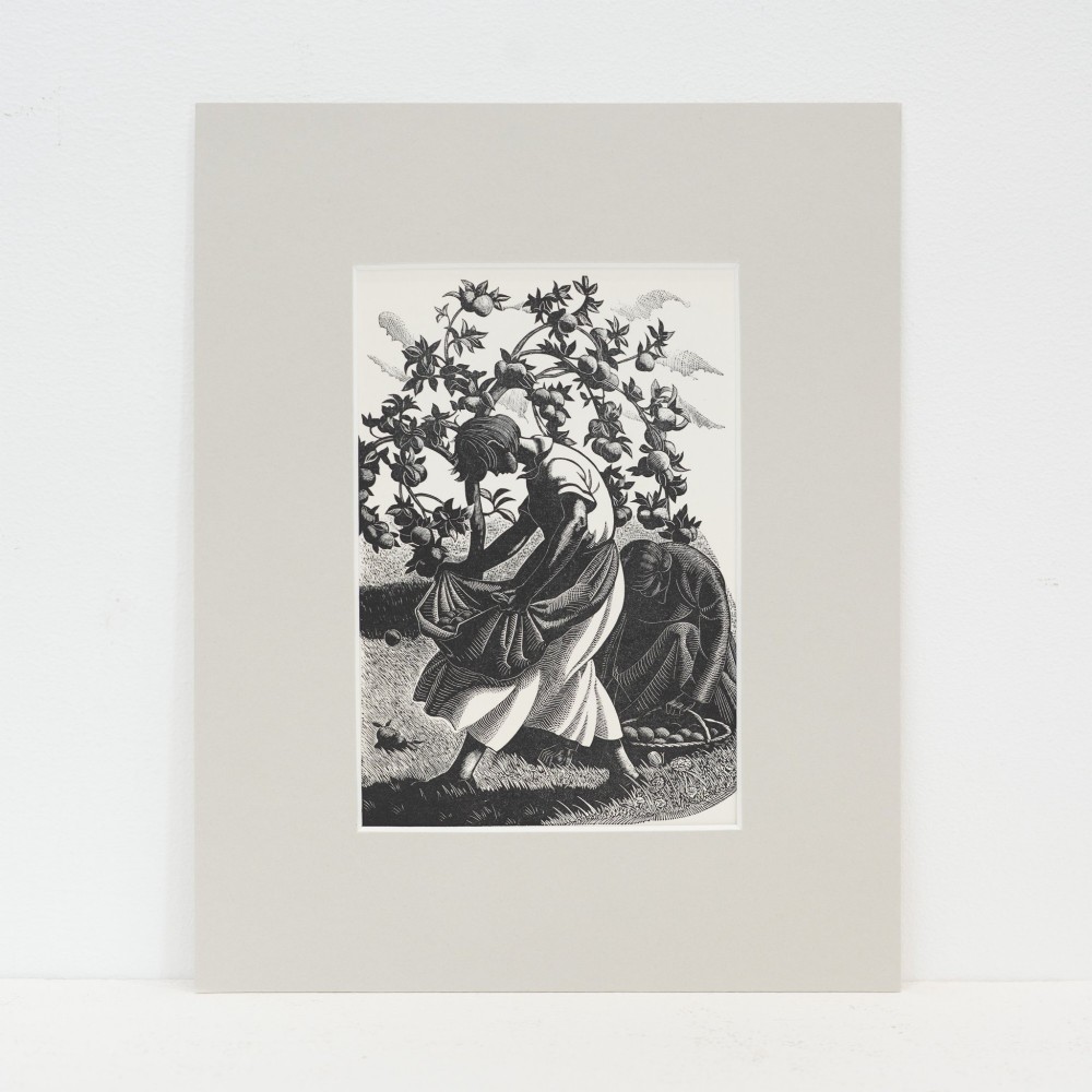 A monochrome wood engraving depicting a figure harvesting apples under a laden tree, set within a neutral card mount.