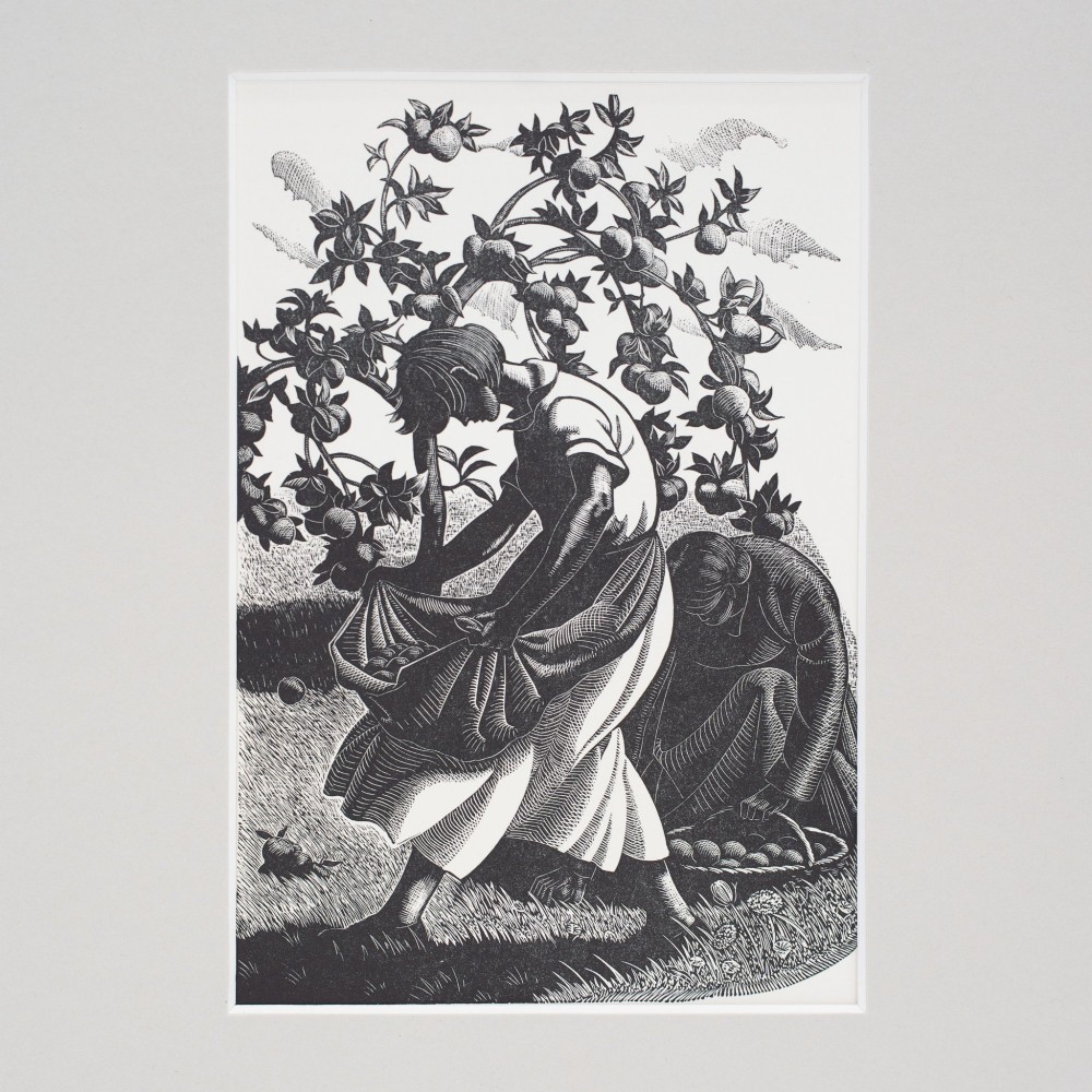 A monochrome wood engraving depicting a figure harvesting apples under a laden tree, set within a neutral card mount. View II
