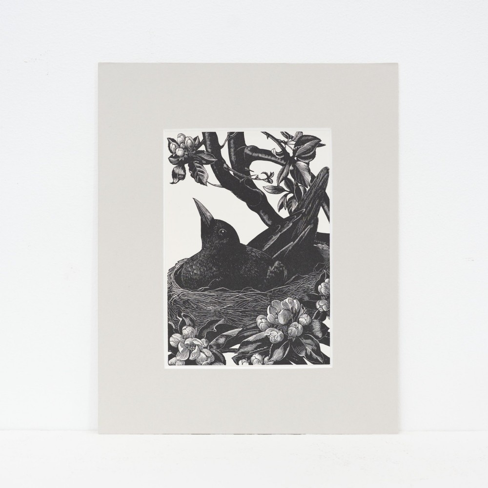A monochrome 1935 wood engraving by Clare Leighton depicting a blackbird sitting in its nest among leafy branches and spring blossoms, mounted on cream card.