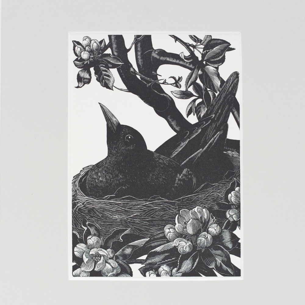A monochrome 1935 wood engraving by Clare Leighton depicting a blackbird sitting in its nest among leafy branches and spring blossoms, mounted on cream card. View II