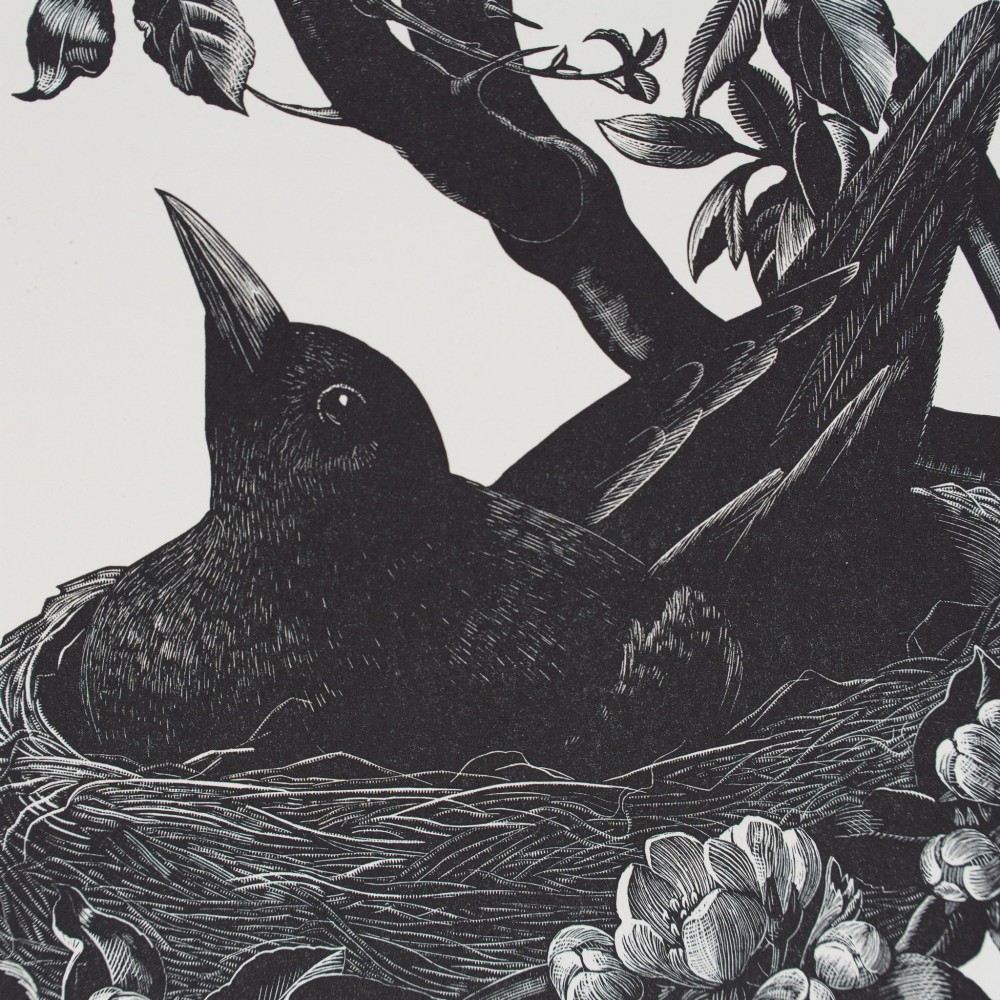 A monochrome 1935 wood engraving by Clare Leighton depicting a blackbird sitting in its nest among leafy branches and spring blossoms, mounted on cream card. View III