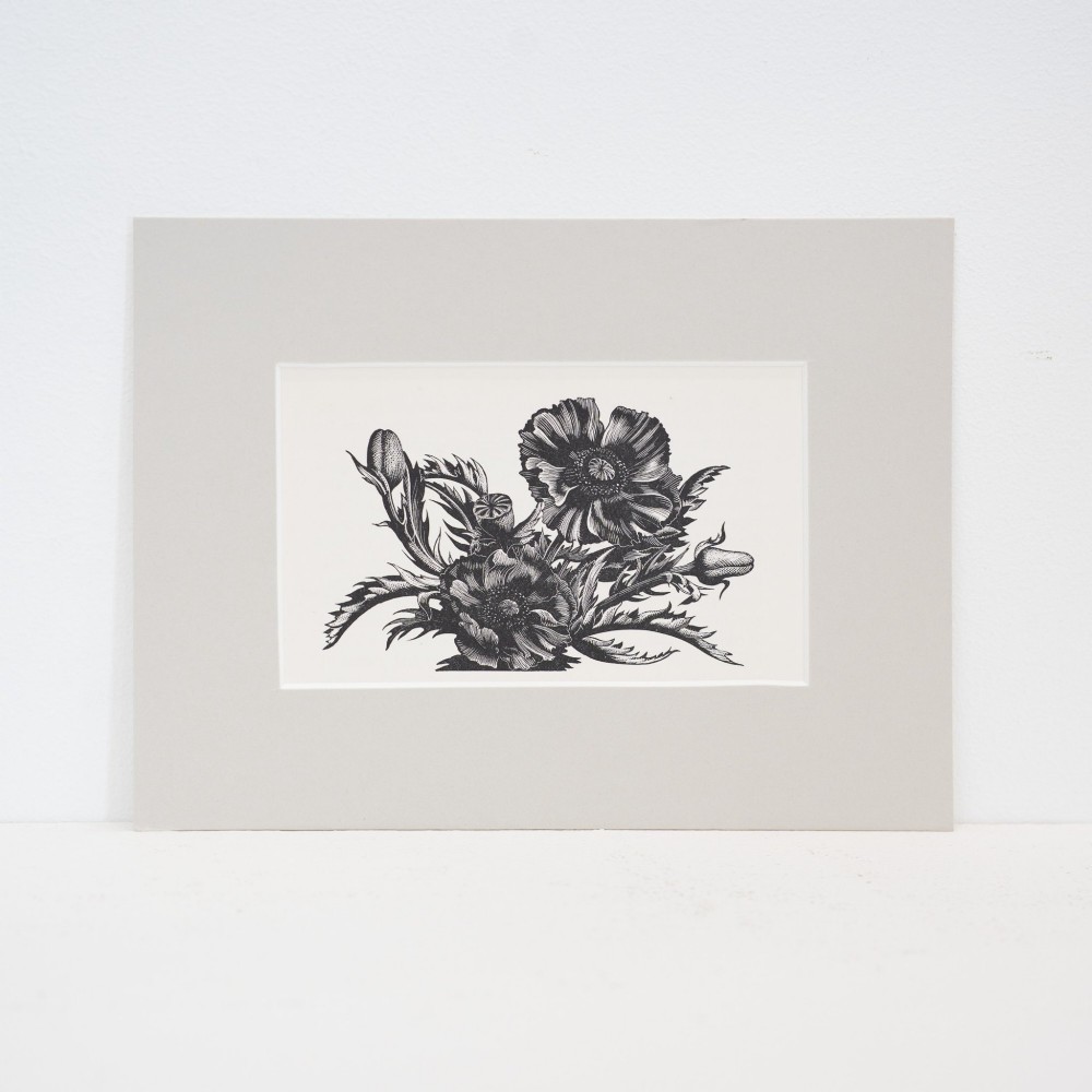 A black and white wood engraving depicting detailed poppy flowers and seed pods, presented within a grey card mount.