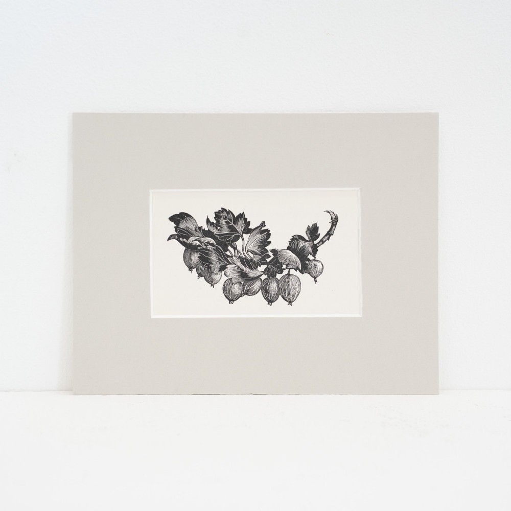 A monochrome wood engraving print depicting gooseberries on a leafy branch, set inside a neutral light grey mount.