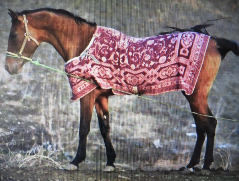 An antique cream handwoven wool Qashqai horse cover featuring colourful geometric patterns, human and camel motifs, and decorative edge tassels. View XXIV