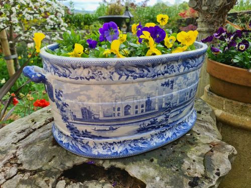 fig 1. Rare Regency Blue & White Parrot Border Foot-bath