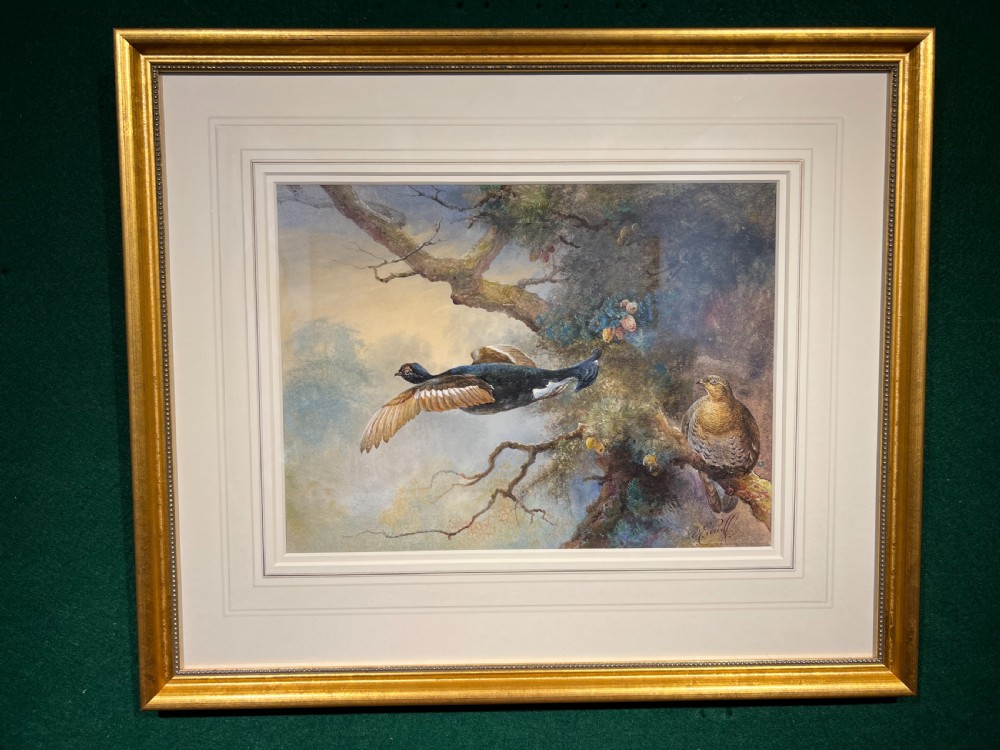 A framed watercolour painting depicting a black grouse in flight and another perched on a mossy branch, presented within a gilt wood frame and layered mount.