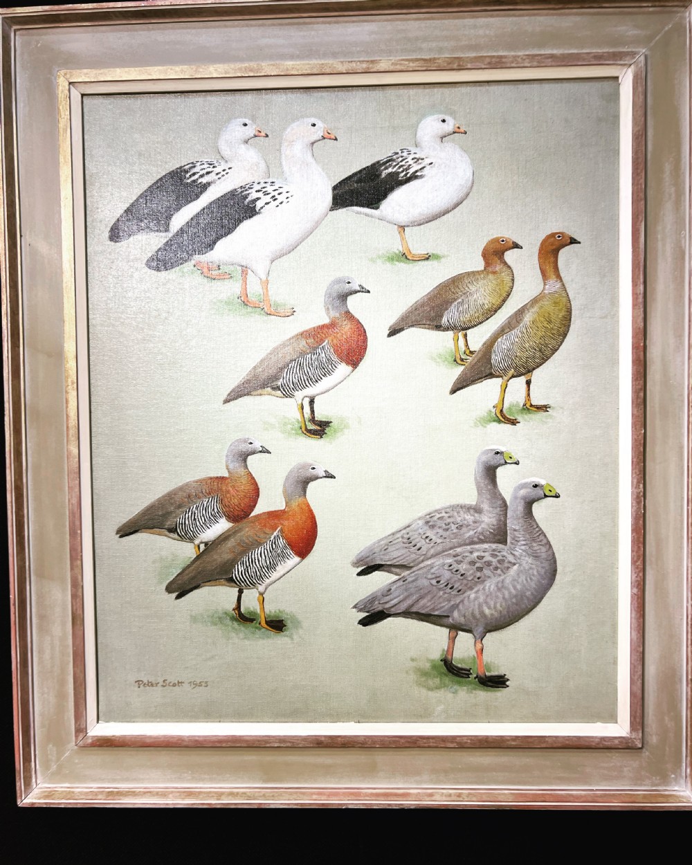 A mid-twentieth-century framed painting depicting multiple species of wild geese arranged on a muted sage green background, signed Peter Scott 1953.