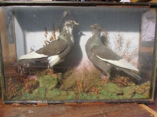 Victorian Pigeon Birds in Glass Case