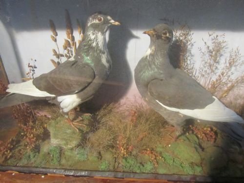 fig 1. VICTORIAN PIGEON BIRDS IN GLASS CASE