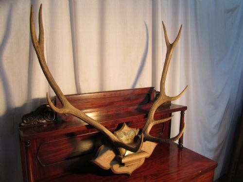 A Large Pair of Red Deer Antlers Trophy, Mounted on an Oak Plaque