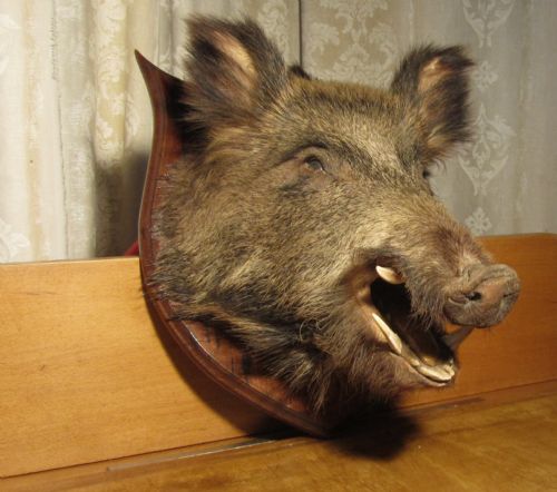 French Boars Head Hunting Trophy