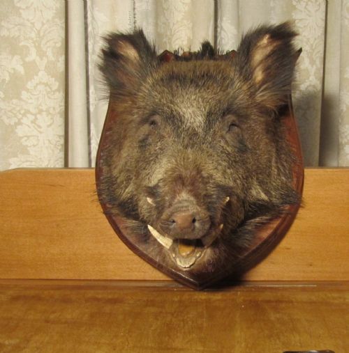 fig 1. French Boars head Hunting Trophy