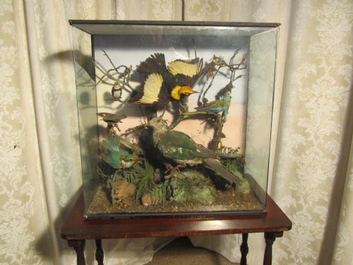 Victorian Taxidermy of Unusual Birds