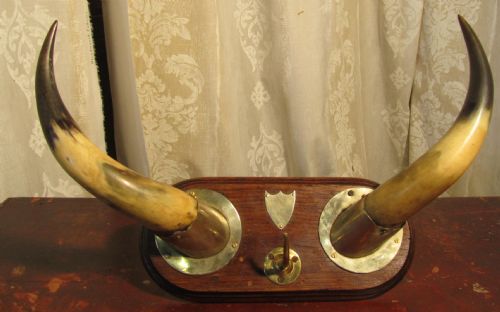 A Pair of Brass Mounted Horns Coat Hook