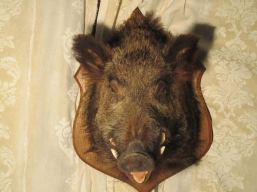 fig 1. French Boars Head Hunting Trophy
