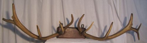 Massive Red Deer Antlers Trophy, Mounted on an Oak Plaque
