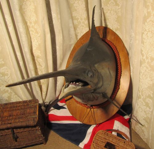 fig 1. Massive Taxidermy Head of a Sword Fish