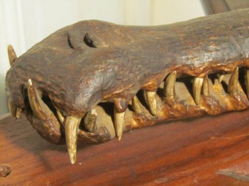 fig 1. 19th Century Taxidermy of a Crocodile Head, Wall Shelf Trophy