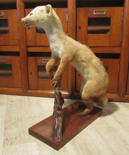 A Mounted Taxidermy of a Ferret
