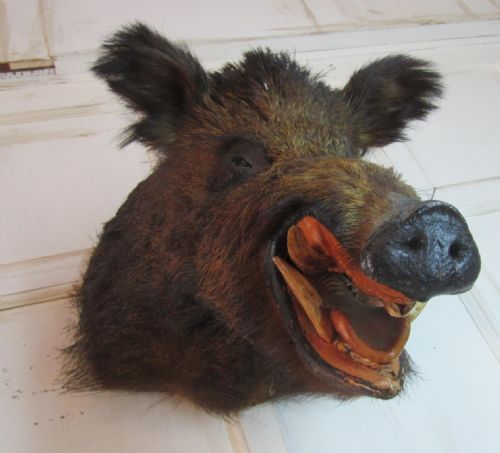 This Wild Boar's Head Trophy from Perigord