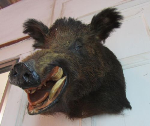 fig 1. This Wild Boar's Head Trophy from Perigord