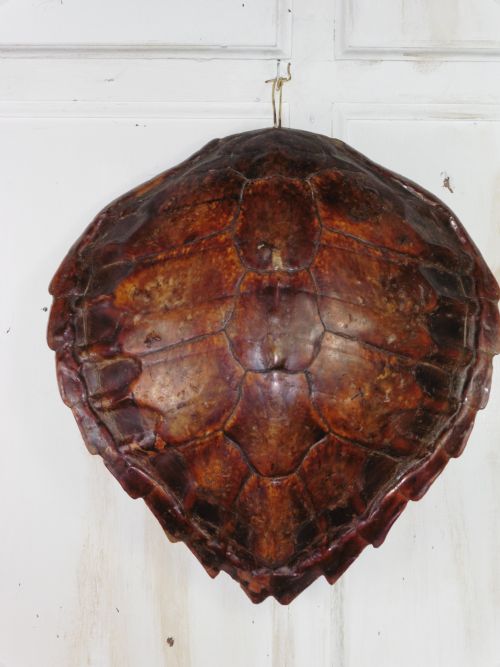 Large Turtle Shell